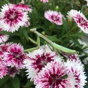 Meet your Posher, Addison